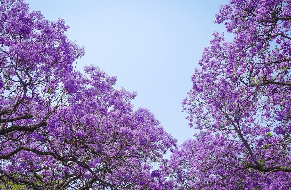 Barberton’s flowering trees and the allergy factor