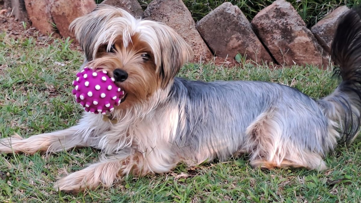 Keeping your pet cool when the Lowveld turns up the heat