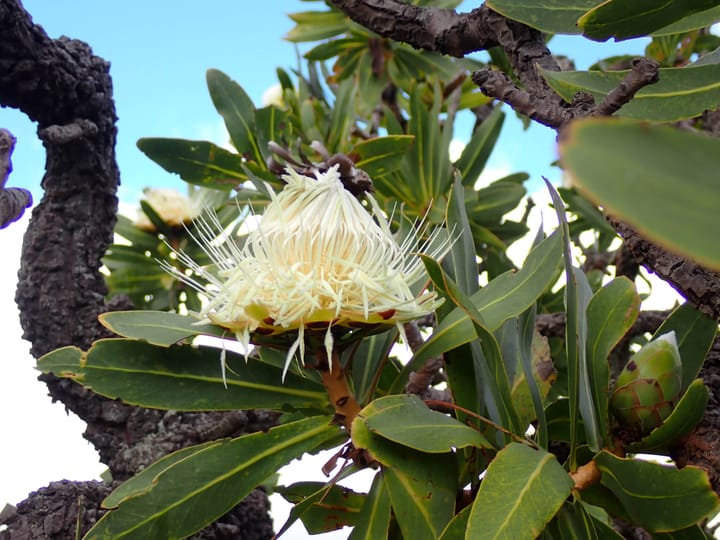 Barberton’s rare blooms: endemic plants of the De Kaap Valley.