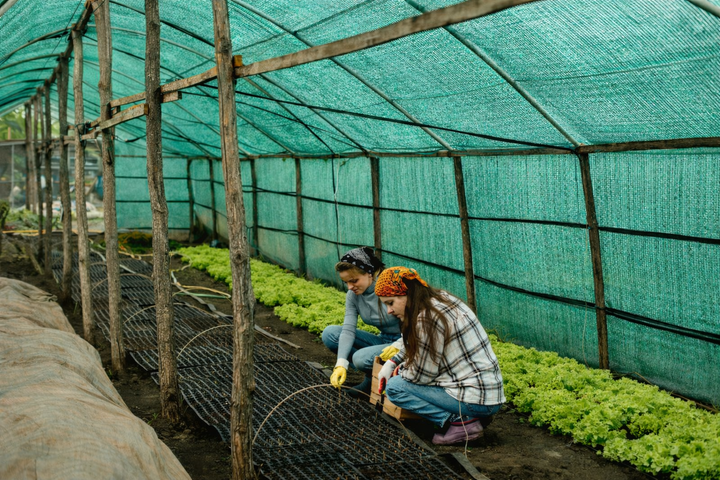 🎥 Beat the Barberton sun with a DIY shade-net tunnel