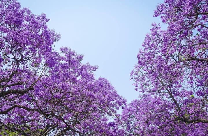 Barberton’s flowering trees and the allergy factor