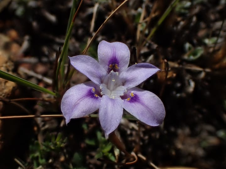 New Moraea species discovered in Mpumalanga