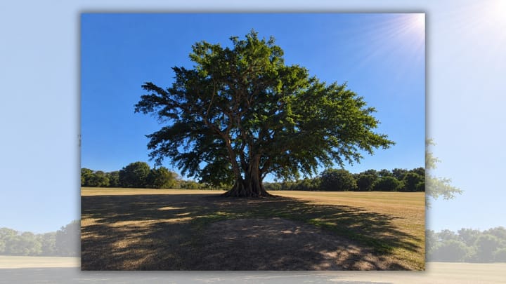 The famous fig tree of Fig Tree Creek
