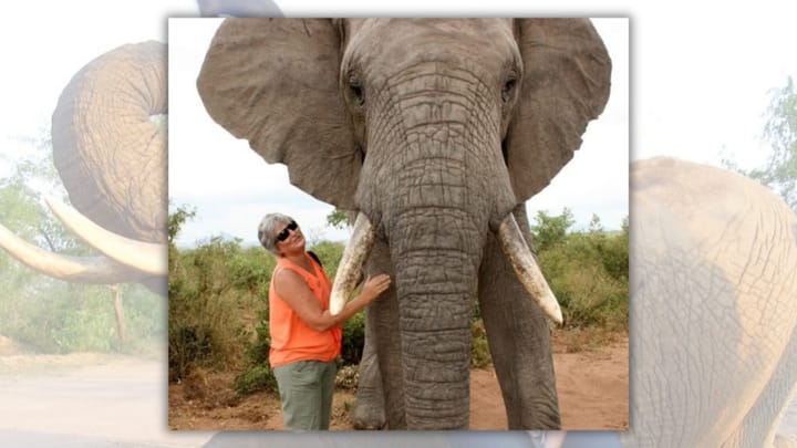 From fear to fascination, a lifelong love affair with elephants