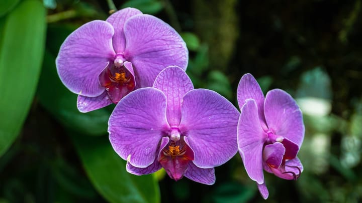 The secrets to keeping orchids happy