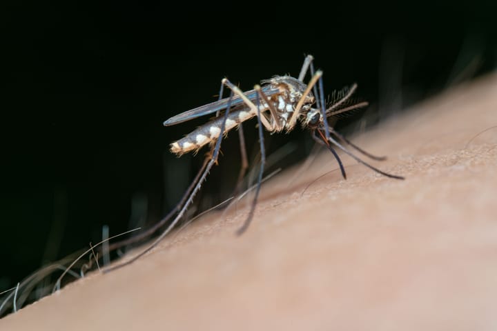 Mosquitoes are more than just a nuisance